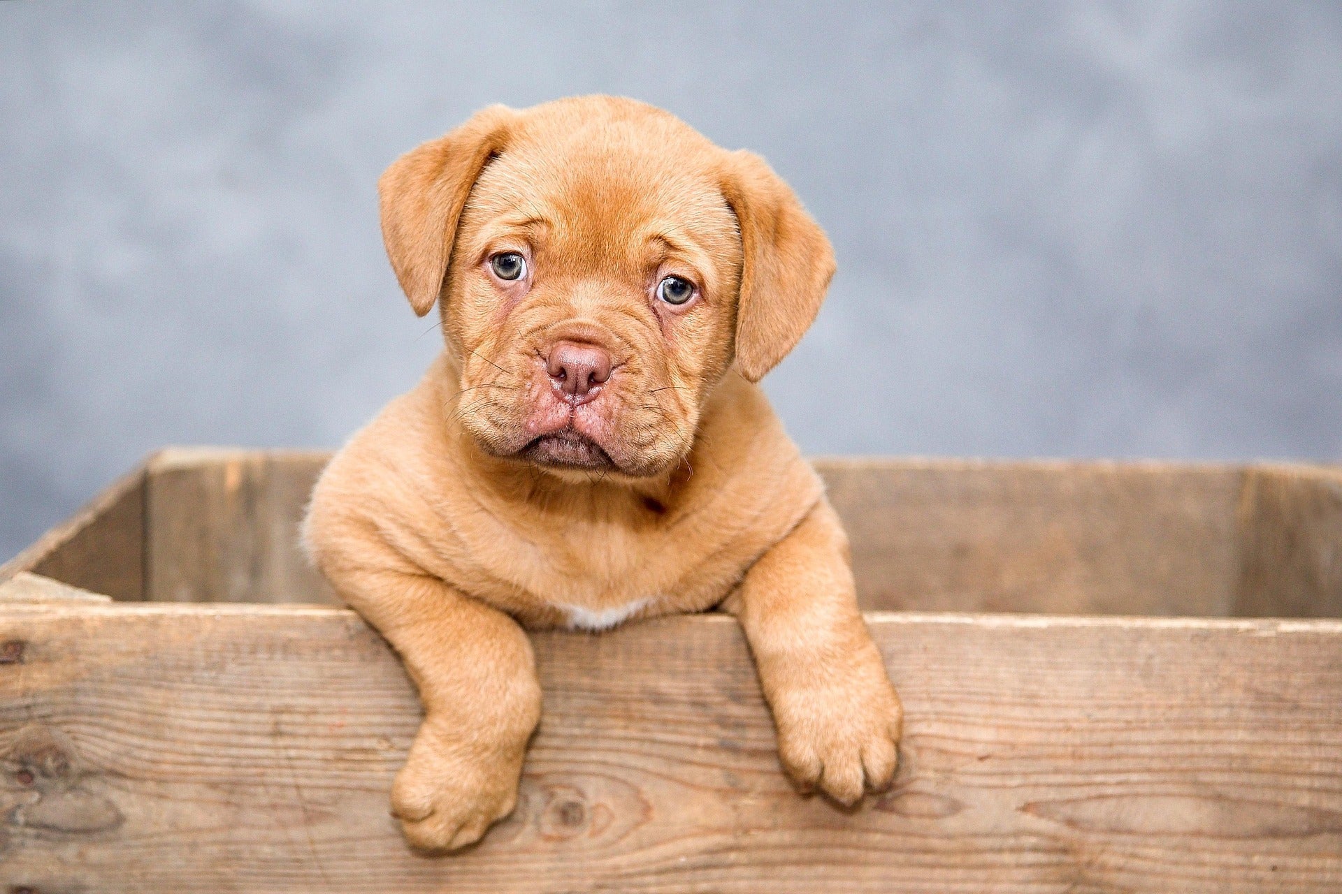 So You Want a Custom Pet Portrait (Here's Everything You're Actually Wondering)