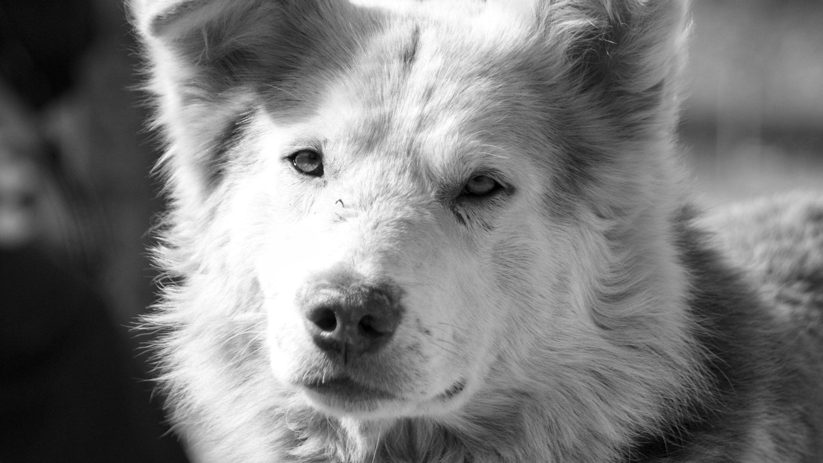 How to Take the Perfect Photo for a Pet Portrait (So You're Not Guessing)